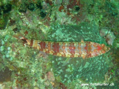 Synodus jaculum (Schwanzfleckeidechsenfisch)